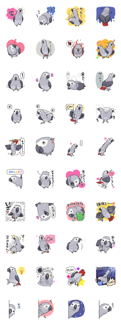 Fuku the Grey Parrot