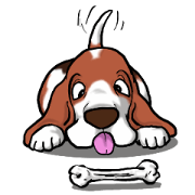 Basset hound 5