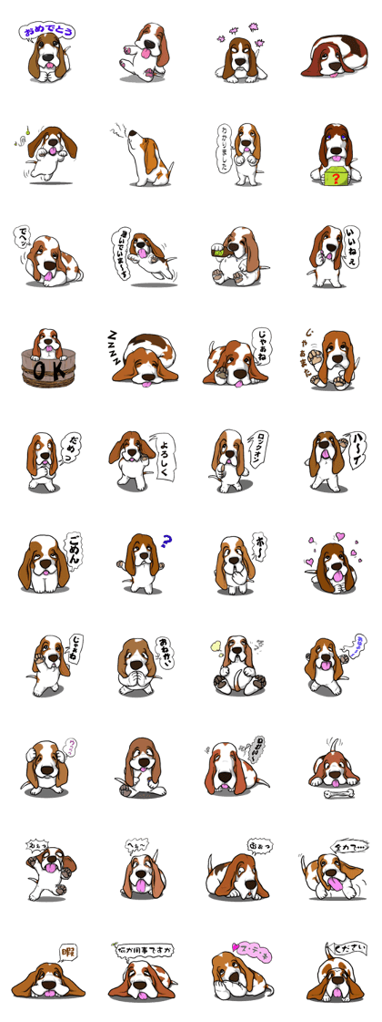 Basset hound 5