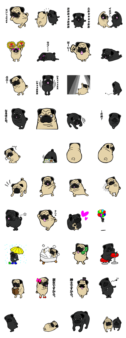 Pug is Lovely dog 2