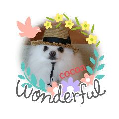 cocoa_20200626160943