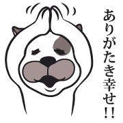 Name of the dog is kamase <Business> fix