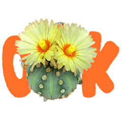Flower Language  (CACTUS)
