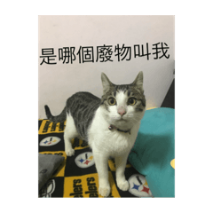 刺蝟男孩