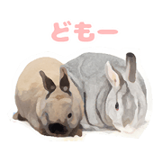 Netherland Dwarf(rabbit) Kotetsu Sticker