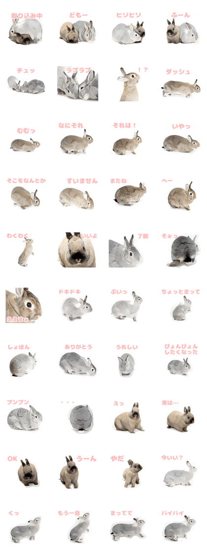 Netherland Dwarf(rabbit) Kotetsu Sticker