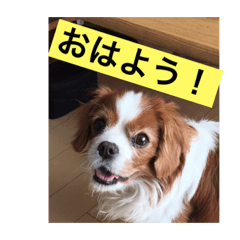 melon_20200626232549