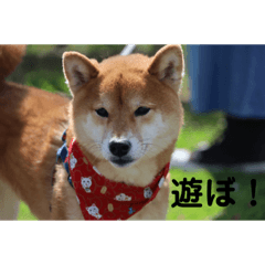 Cherry_20200627134112