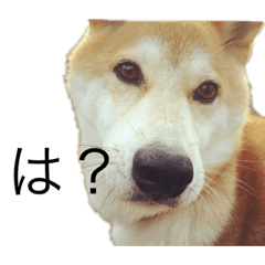 Dog_innu