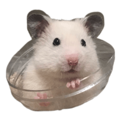 Greeting with TANAKA