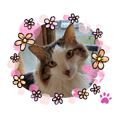 mochi_20200627151430