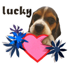 Beagle LUCKY Daily Edition