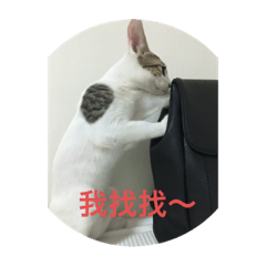 三貓的日常生活～