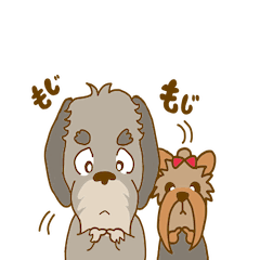 Wire-haired Dachshund&Yorkshire Terrier