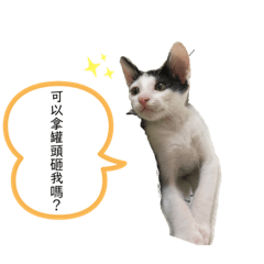 我是肉包我是一隻貓