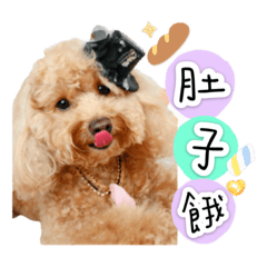 pinky家族日常