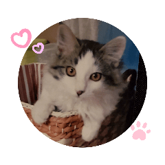 mochi_20200628011148