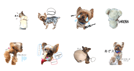 ヨークシャーテリアのトイくん2 Lineクリエイターズスタンプ Stamplist