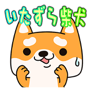 Naughty Shiba Inu(Shiba-Dog)