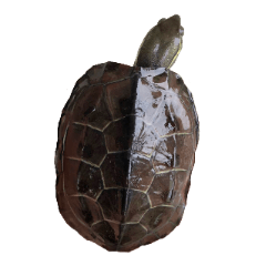 MASAO the turtle