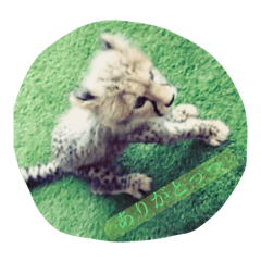 baby lion + Shibaffuu3