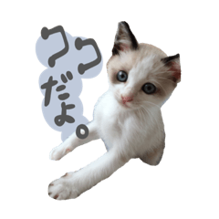 Cochimaru Kitten