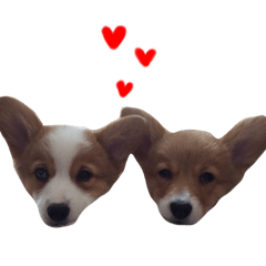 我が家のいぬいぬ