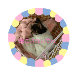 Ringo_20200629222421