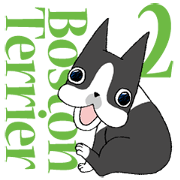 BostonTerrier Bunta 2