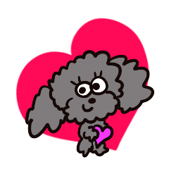 Lily-silver toy poodle