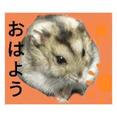 STAMP SAN_20200629205654