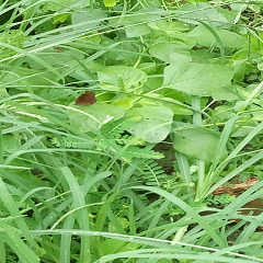 Brown butterfly