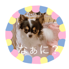 Ringo_20200630203650