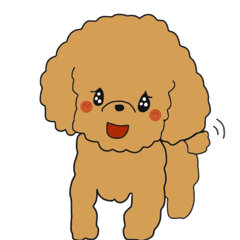 Toy poodle of the name as PU