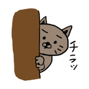 nekota(cat)
