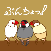 Daily Java sparrow!
