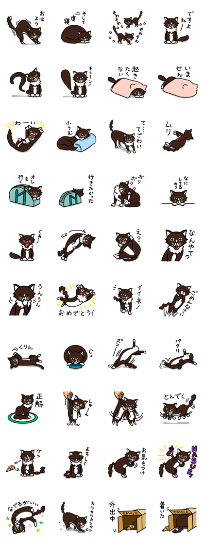 Brown cat TAWASHI