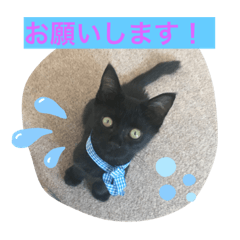 Chisa_20200701210638