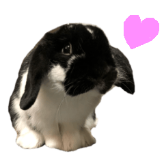 Bunny UNIO Holland Lop Rabbit 33