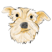 Schnauzer Lovers - Boo Bii