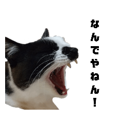 cherry_20200702133645