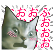 High tension white&gray cats
