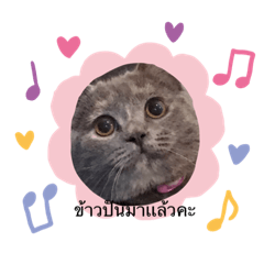 เชอร์รี่เดียวก