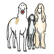 Afghan Hound, Saluki and Borzoi