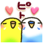 Budgerigar4