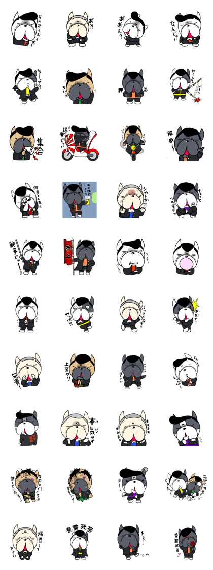 French bulldog Pistachio yankee