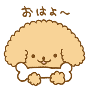 Poodle of cocoa
