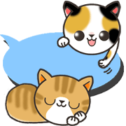 Today's cats