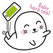 Baby harp seal