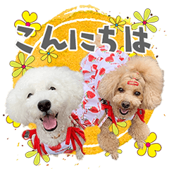 あいさつするちーくー